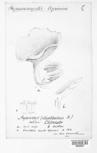Psathyrella cernua image
